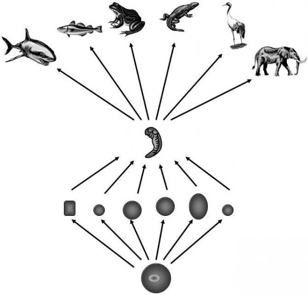 .1 The embryogenetic stage, in which the members of the same animal  phylum resemble each other most, is called the phylotypic stage; earlier  and later stages in various species of the same