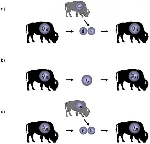  Parthenogenic females transfer twice as many of their genes to  their offspring | Frozen Evolution. Or, that's not the way it is, Mr.  Darwin. A Farewell to Selfish Gene.