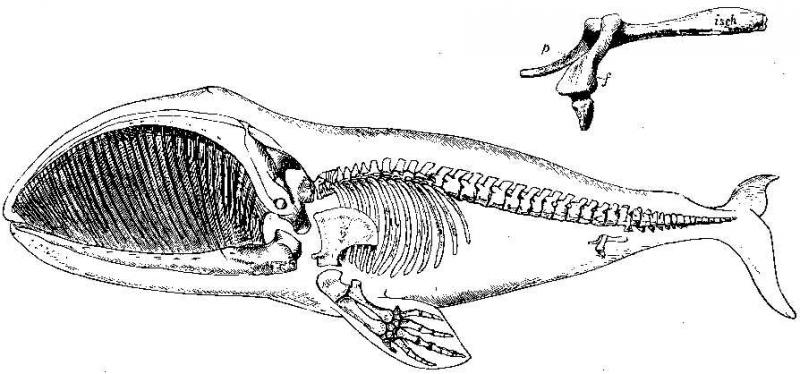 Ласты кита и роющие конечности. Скелет кита рудименты. Гренландский кит скелет. Рудиментарные тазовые кости кита. Скелет кита задние конечности.